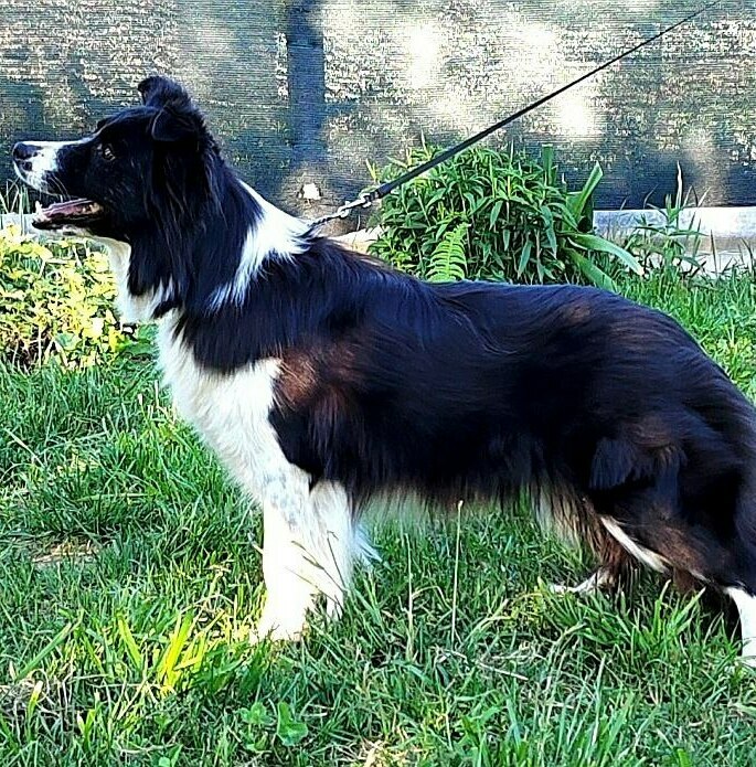 бодер-колли, border-collie