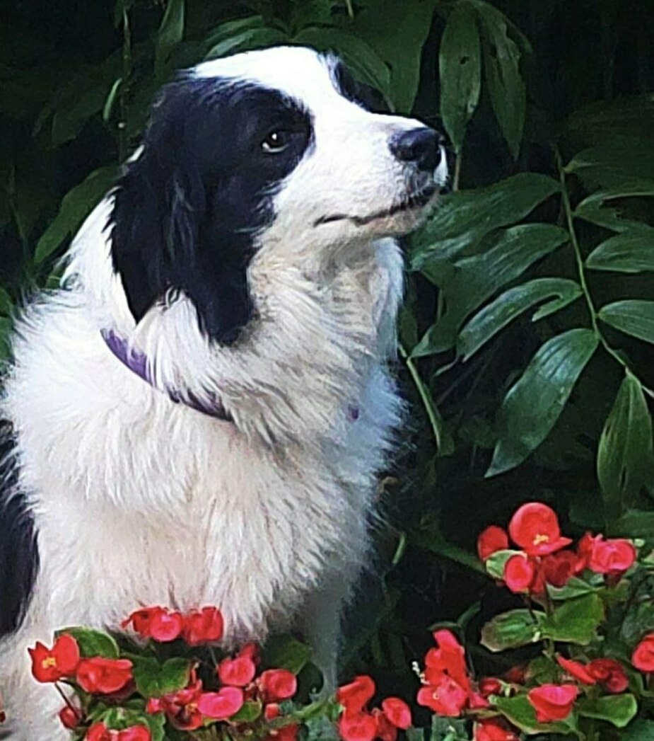 AISKNEKHT бодер-колли, border-collie
